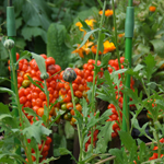 Grow MoFlo